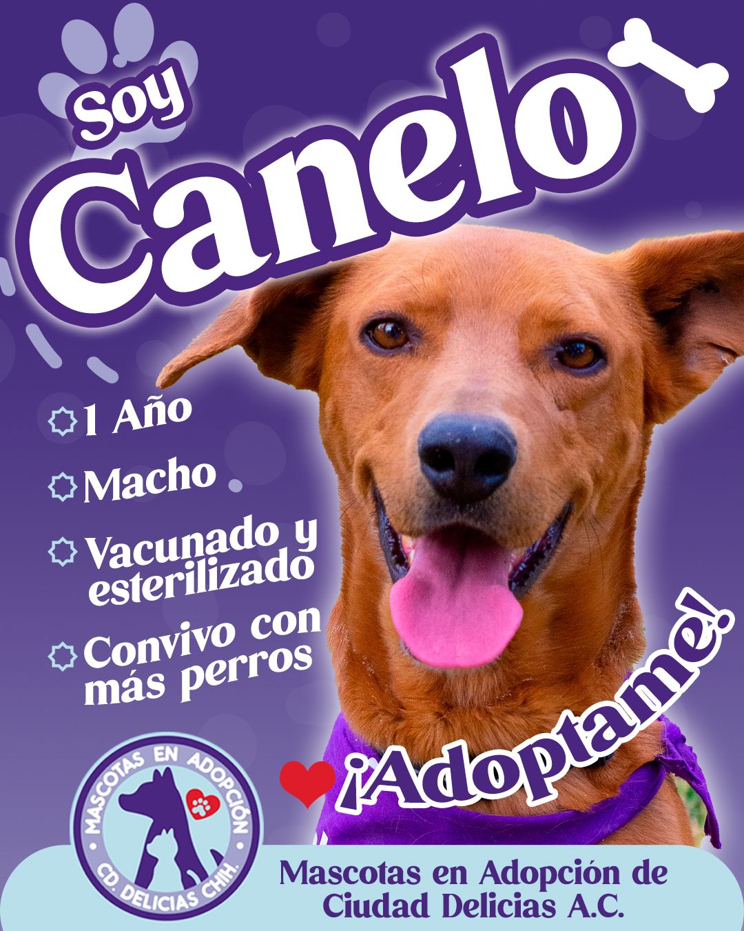 MASCOTAS EN ADOPCIÓN DELICIAS 5