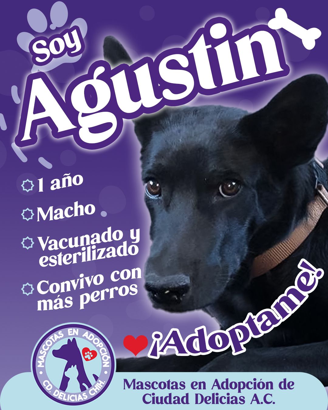 MASCOTAS EN ADOPCIÓN DELICIAS 6