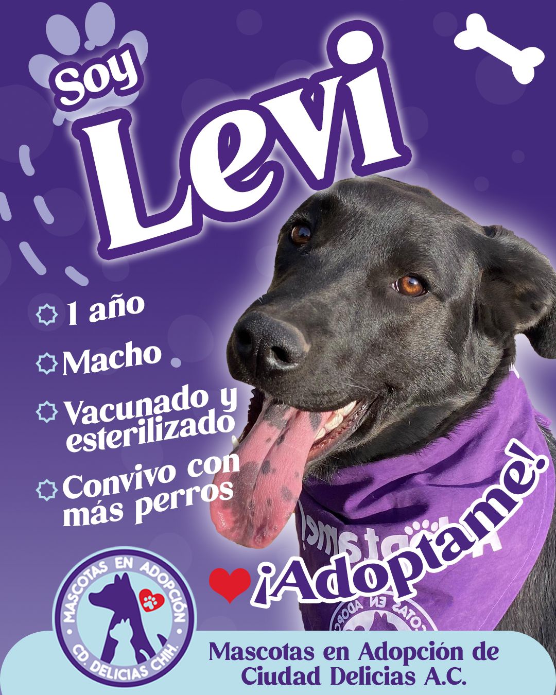 MASCOTAS EN ADOPCIÓN DELICIAS 2