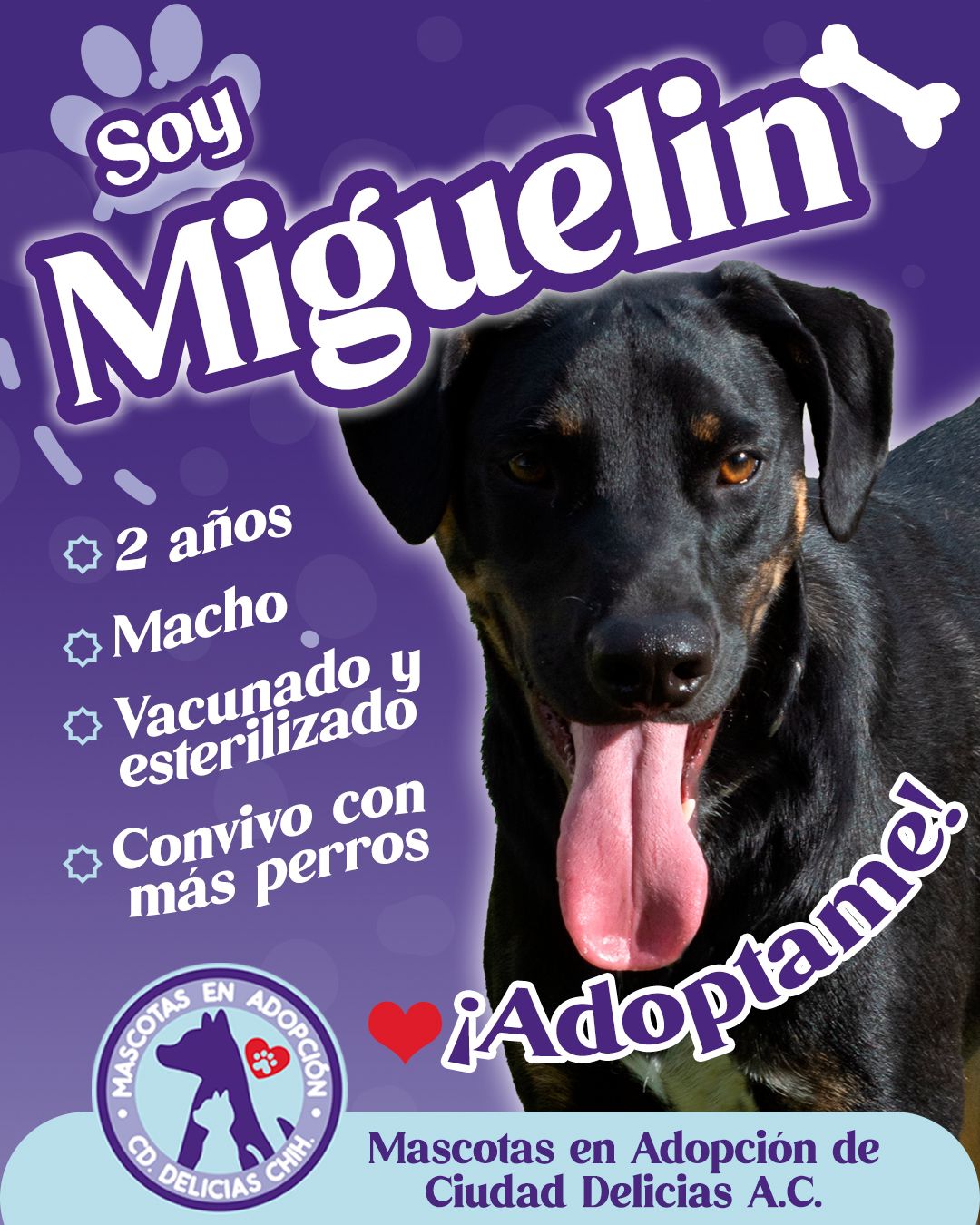 MASCOTAS EN ADOPCIÓN DELICIAS 7