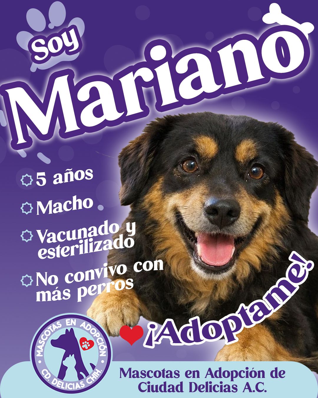 MASCOTAS EN ADOPCIÓN DELICIAS 3