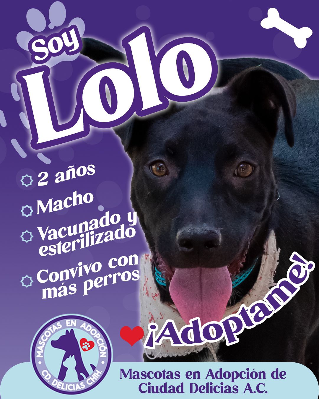 MASCOTAS EN ADOPCIÓN DELICIAS 8