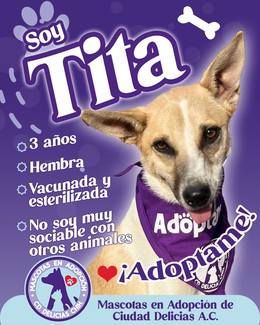 MASCOTAS EN ADOPCIÓN DELICIAS 4