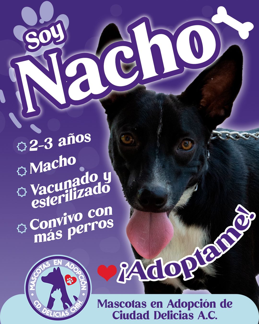 MASCOTAS EN ADOPCIÓN DELICIAS 9