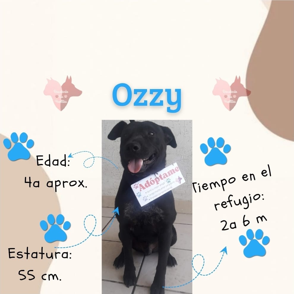 Rescatando Sus Huellitas 2