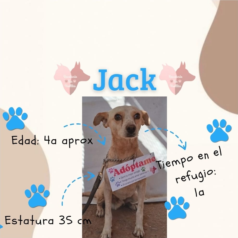 Rescatando Sus Huellitas 10