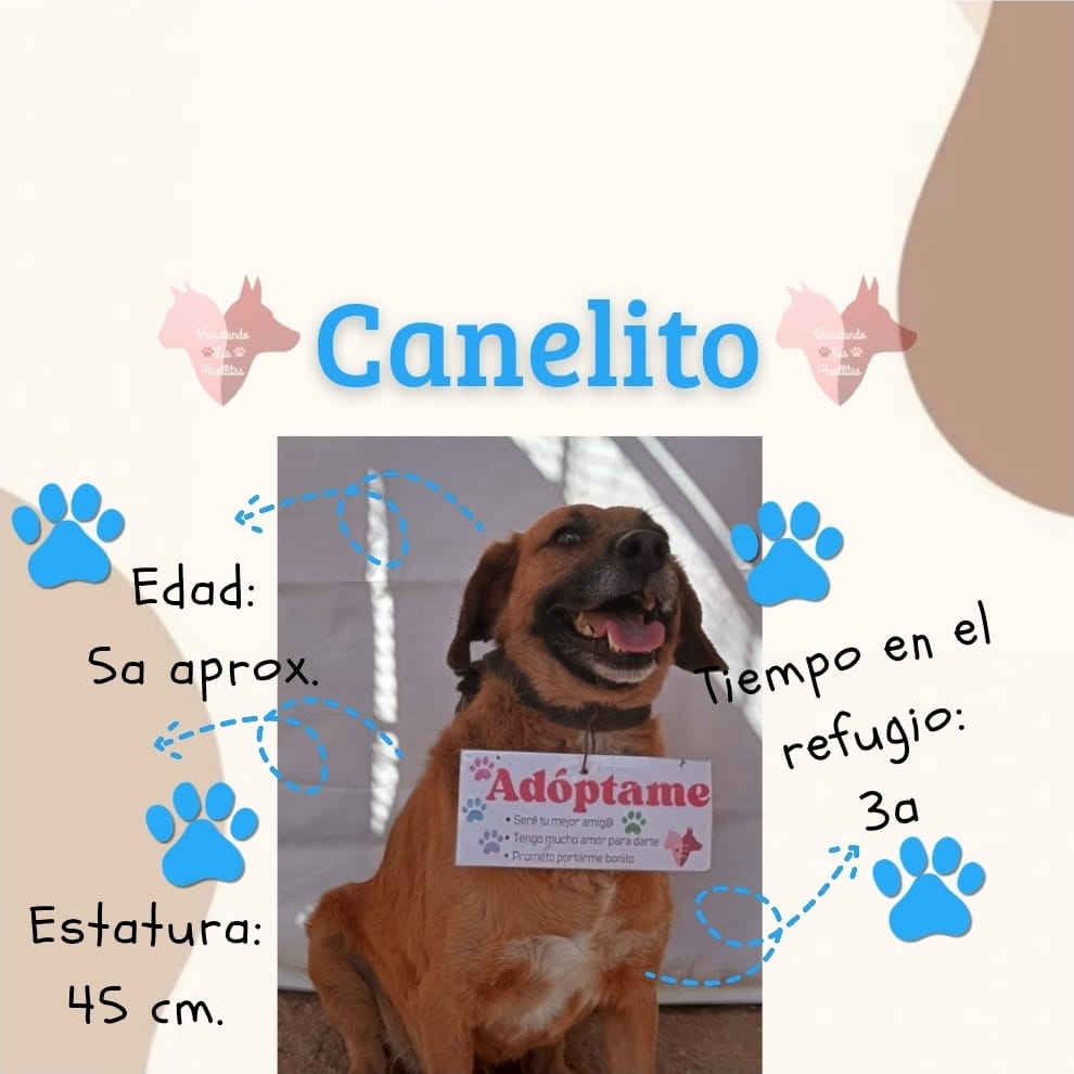 Rescatando Sus Huellitas 11