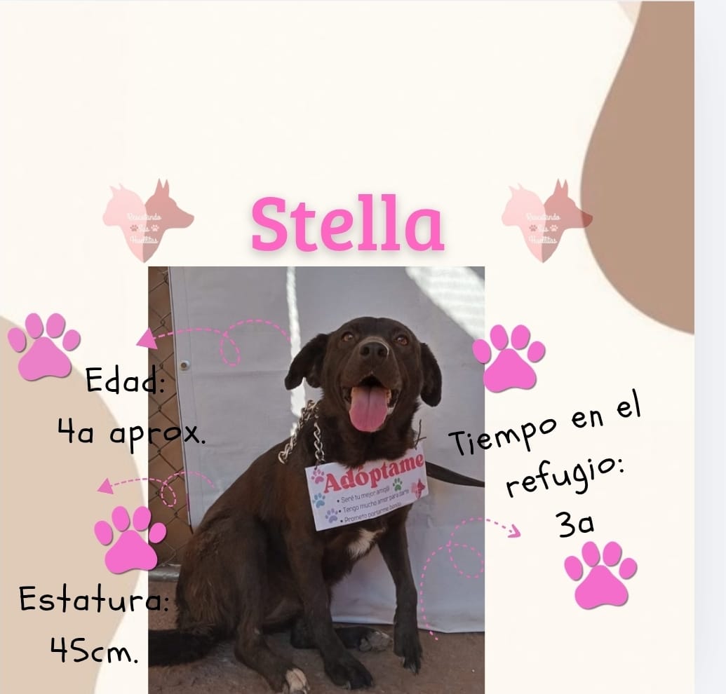 Rescatando Sus Huellitas 15