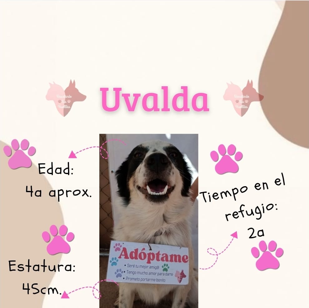 Rescatando Sus Huellitas 16