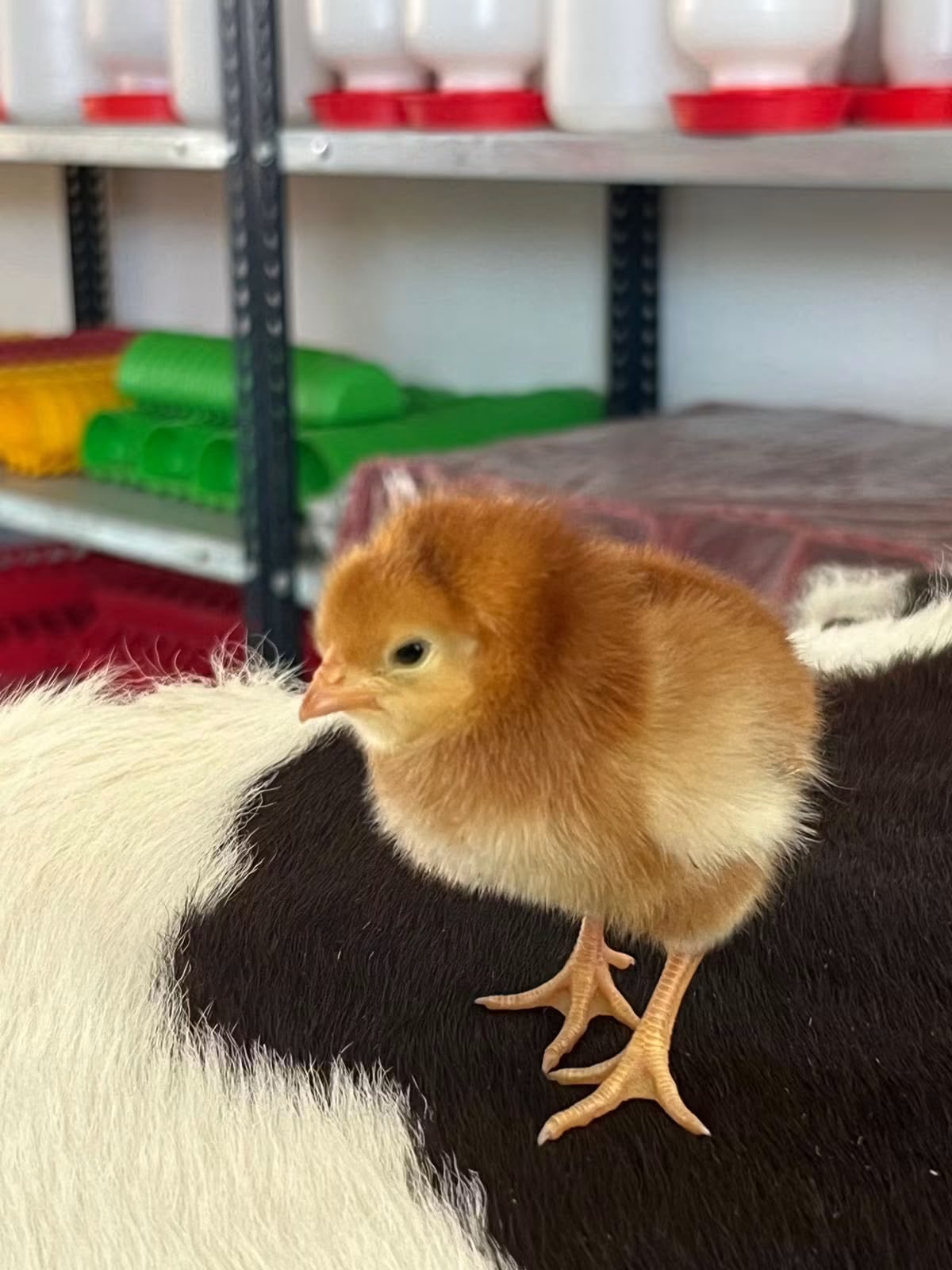 Veterinaria Fonseca 3