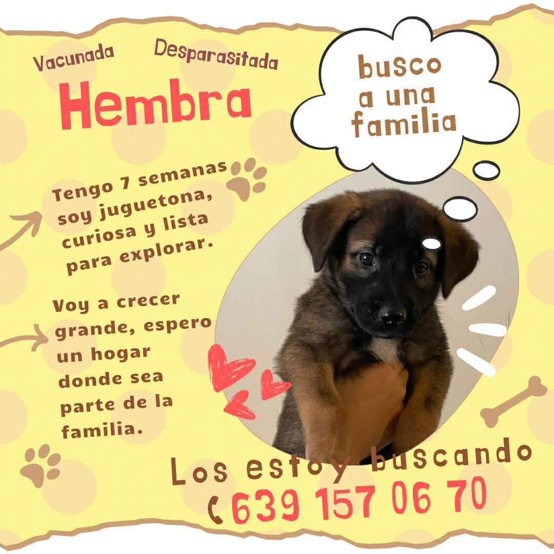 Angelitos Sin Voz Delicias 4
