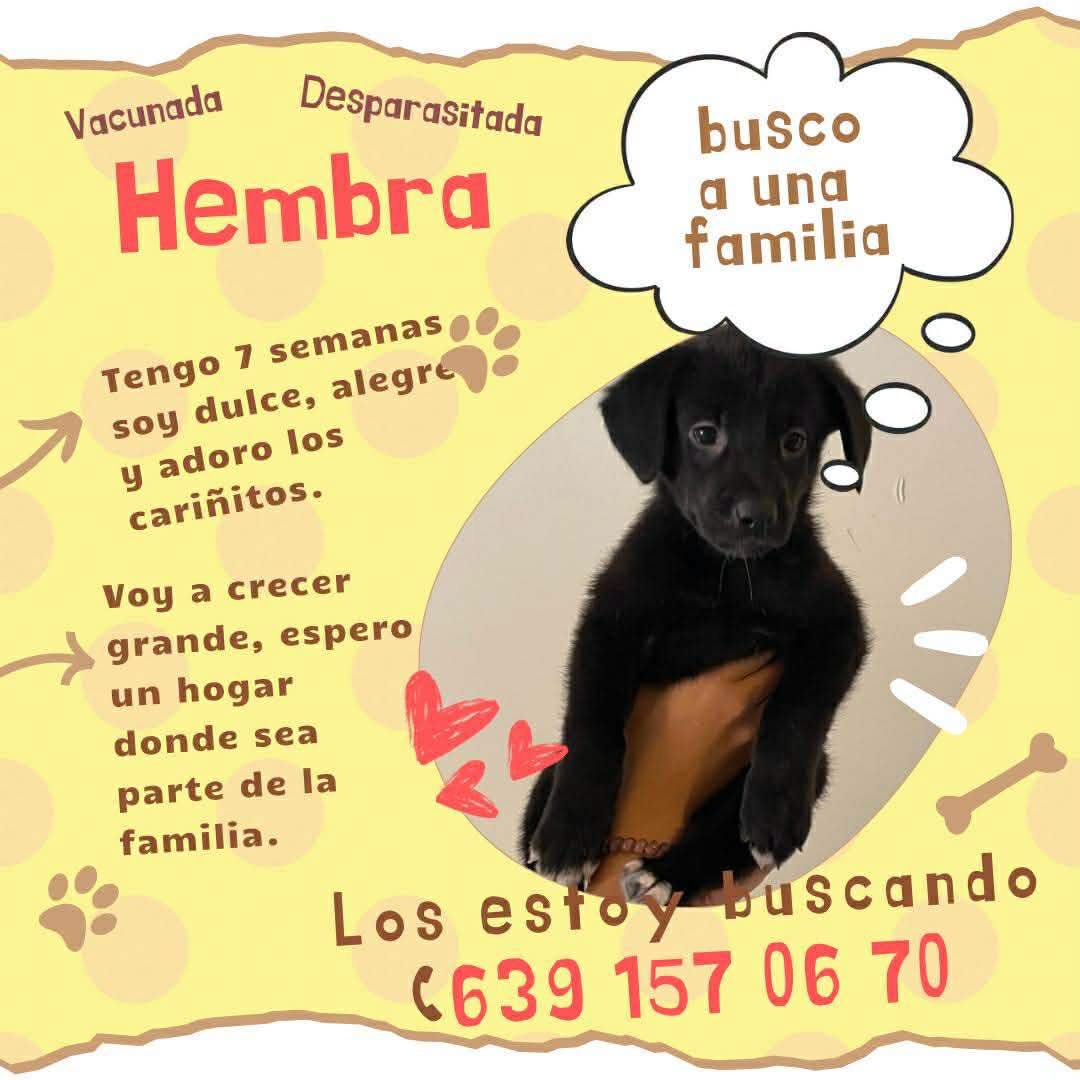Angelitos Sin Voz Delicias 6