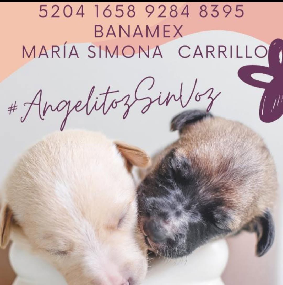 Angelitos Sin Voz Delicias 9