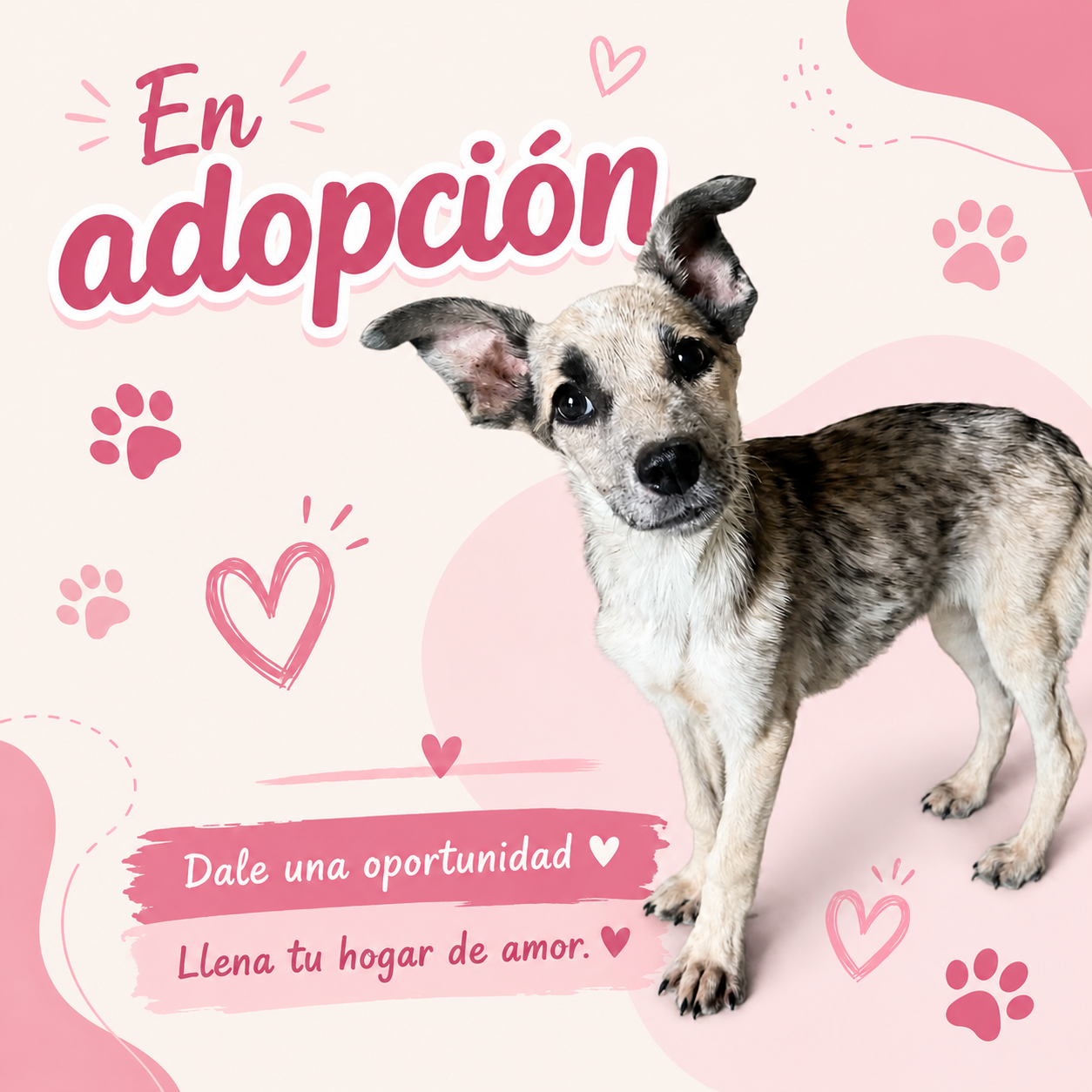 Adopta Un Angel-APROAC 4