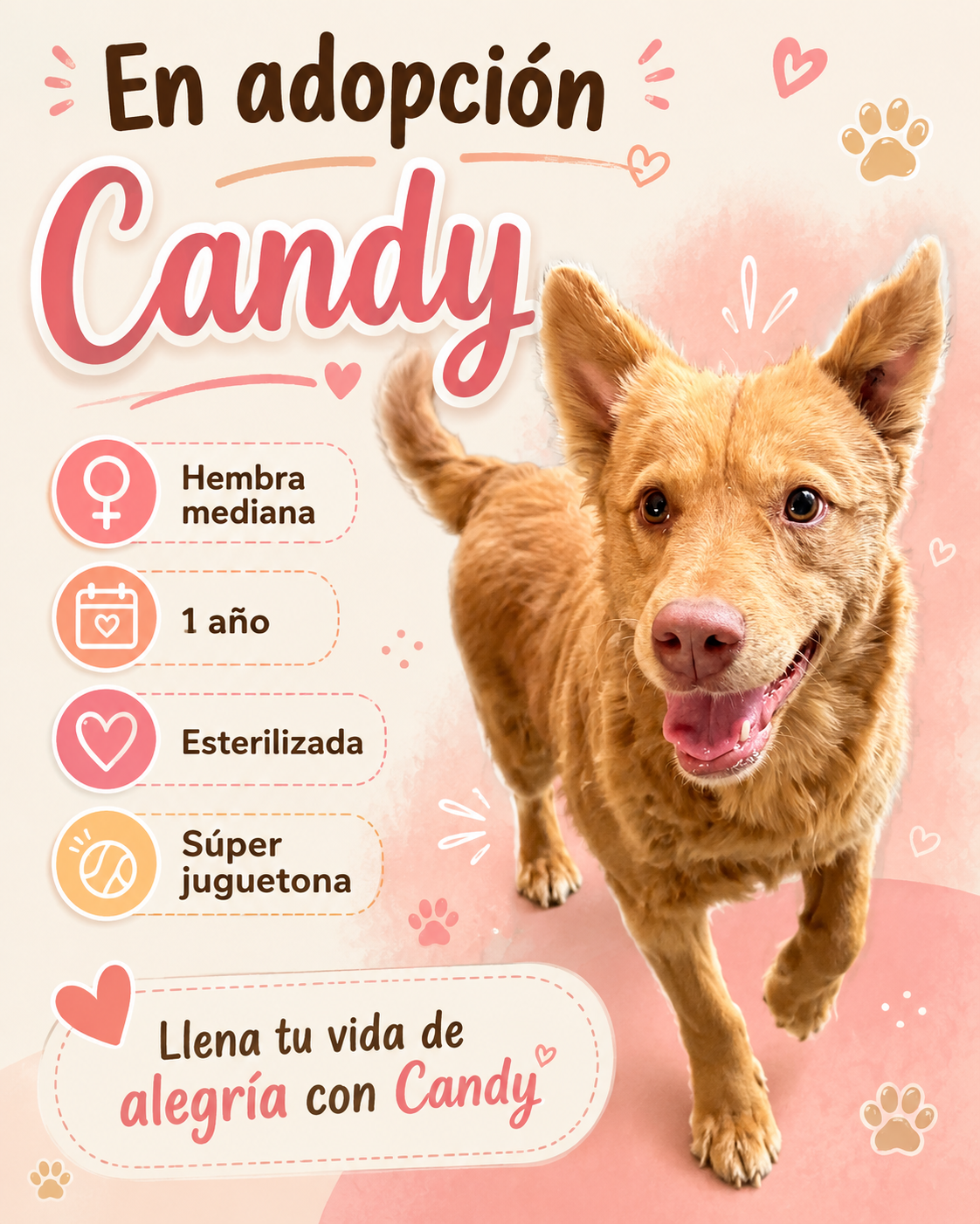 Adopta Un Angel-APROAC 3