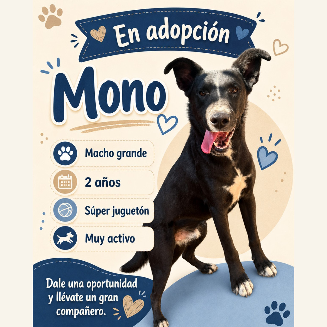 Adopta Un Angel-APROAC 6